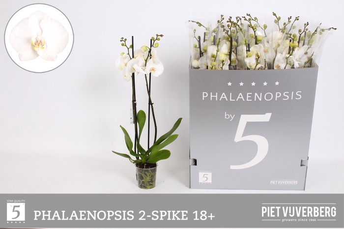 <h4>PHAL OV WIT</h4>