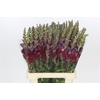 Antirrhinum Potomac Red