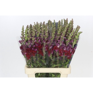 Antirrhinum Potomac Red