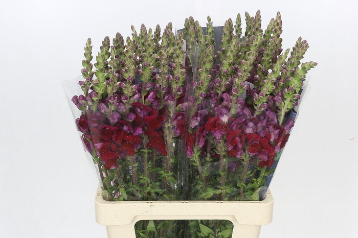 <h4>Antirrhinum Potomac Red</h4>