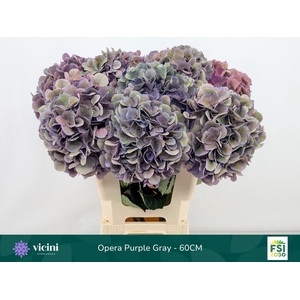Hydrangea  'Royal Opera'   CL