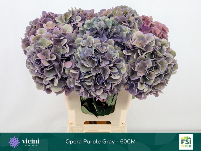 <h4>Hydrangea  'Royal Opera'   CL</h4>