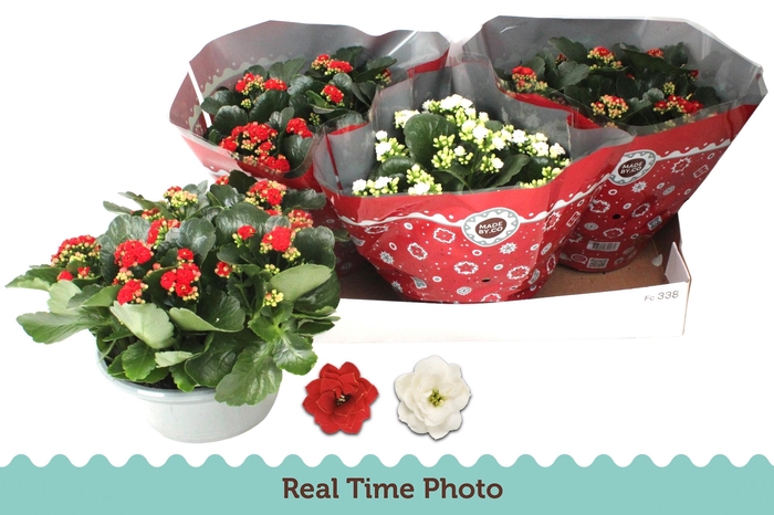 <h4>KAL GE GEM 2 KL</h4>