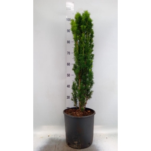 Taxus baccata 'Fastigiata Robusta'