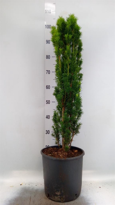 <h4>Taxus baccata 'Fastigiata Robusta'</h4>