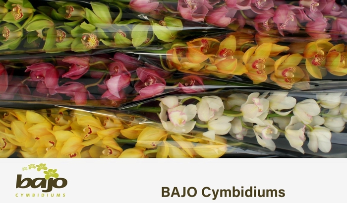 <h4>CYMB T GEM</h4>