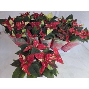 EUPHOR P SUP NEW GLI