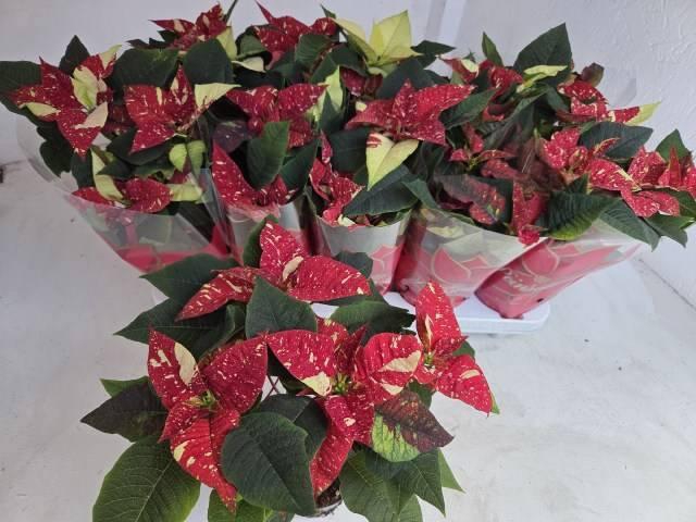 <h4>EUPHOR P SUP NEW GLI</h4>