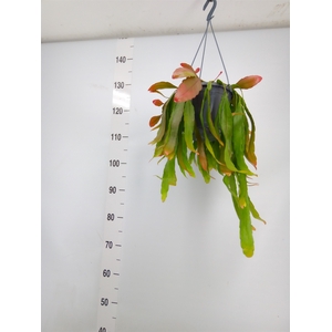Pseudorhipsalis ramulosa