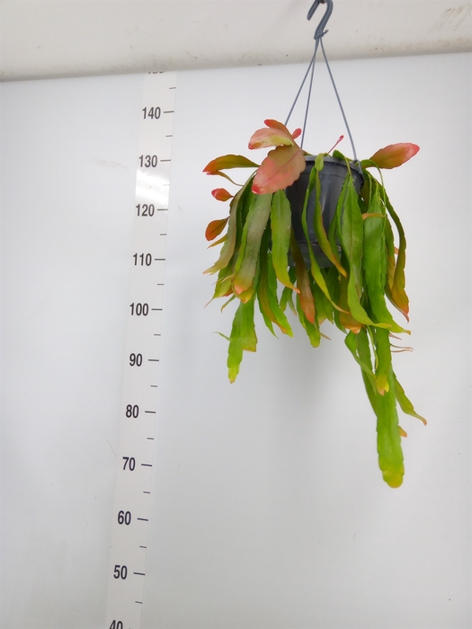 <h4>Pseudorhipsalis ramulosa</h4>