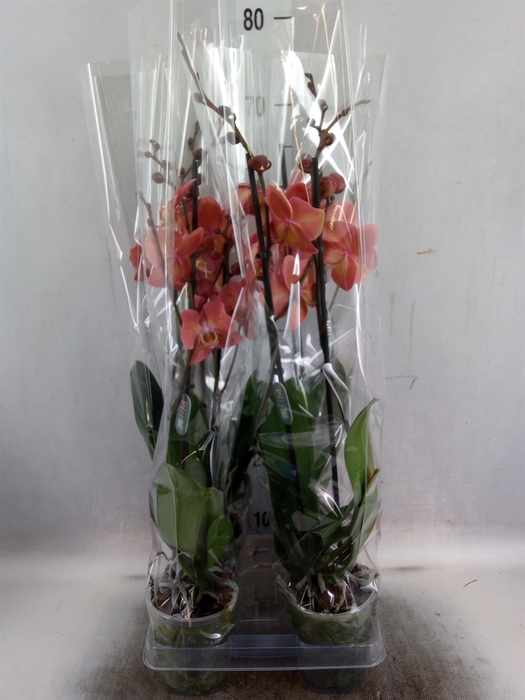 <h4>Phalaenopsis  'Dragon Heart'</h4>