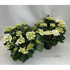 Hydrangea Hovaria Holibel