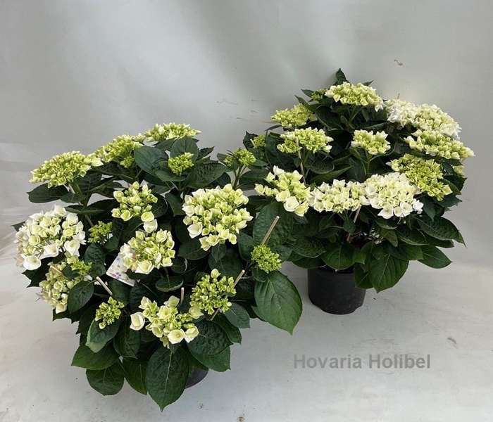 <h4>Hydrangea Hovaria Holibel</h4>