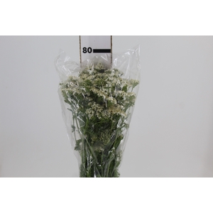 ACHILLEA MILLEFOLIUM BRANCO 070 CM