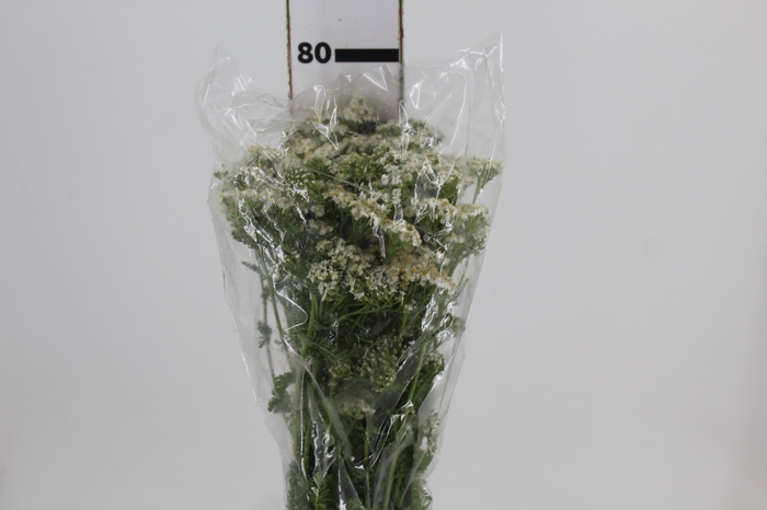 <h4>ACHILLEA MILLEFOLIUM BRANCO 070 CM</h4>