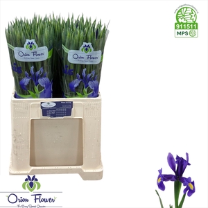 IRIS BLUE MAGIC