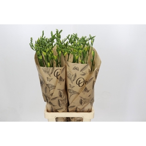 Freesia One Yellow XXL