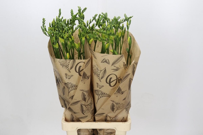 <h4>Freesia One Yellow XXL</h4>