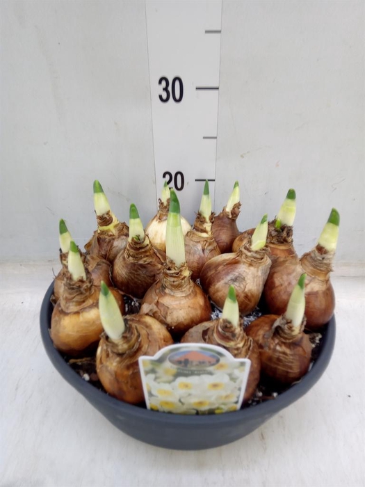 <h4>Narcissus   ...</h4>