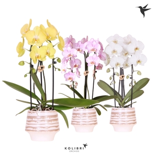 Kolibri Orchids Phalaenopsis Cascade Niagara Fall mix 2 spike in Moonstone pot white