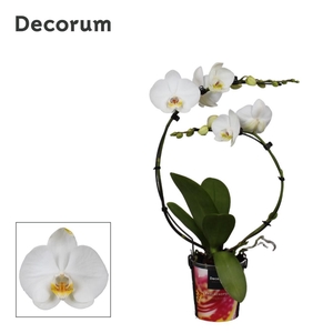 Phalaenopsis 2 tak, Decorum Rainbow Wit