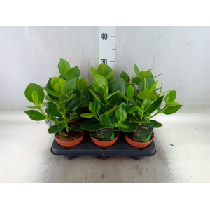 Clusia rosea 'Princess'