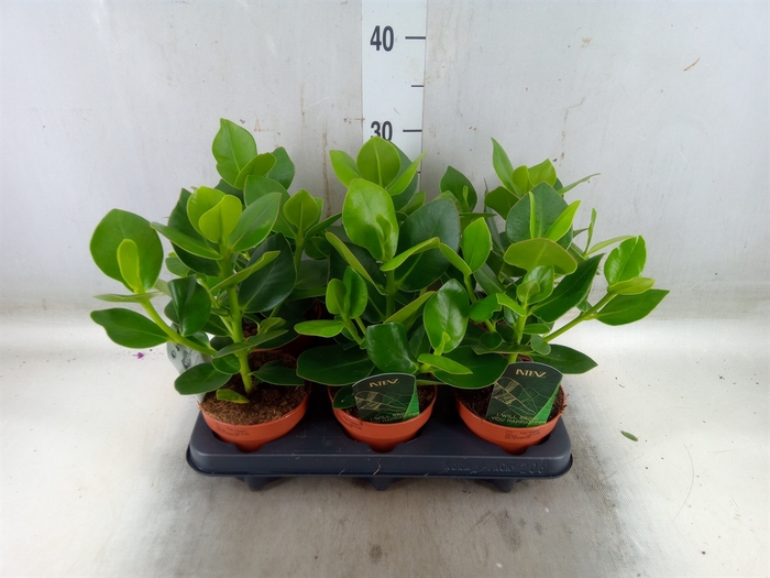 <h4>Clusia rosea 'Princess'</h4>