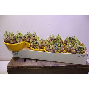 arr8 Narc O Tete A Tete