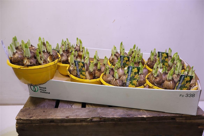 <h4>arr8 Narc O Tete A Tete</h4>