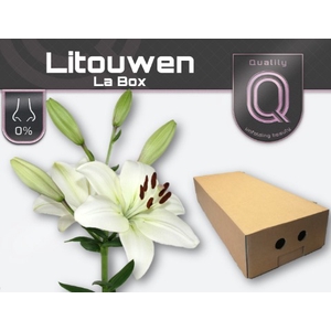 LI LA LITOUWEN LA BOX 4+