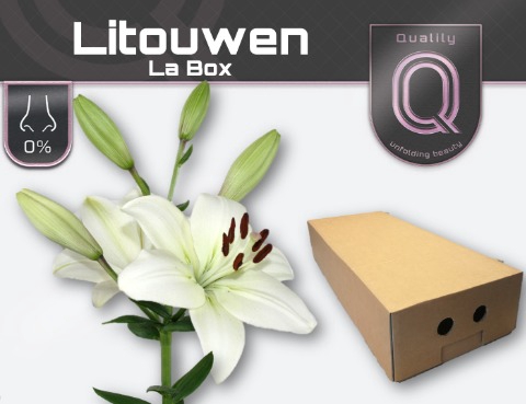 LI LA LITOUWEN LA BOX 4+