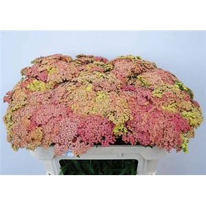 Achillea M Orange Dream