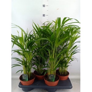 Dypsis lutescens   ...Chrysalidoca