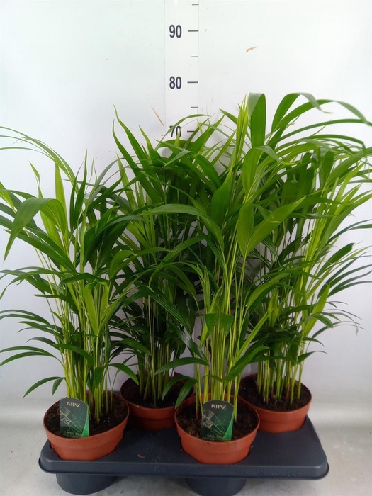 <h4>Dypsis lutescens   ...Chrysalidoca</h4>