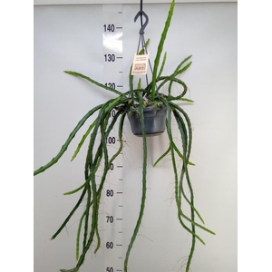 Rhipsalis   ...