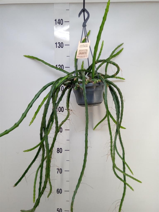 <h4>Rhipsalis ...</h4>