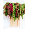 AMARANTHUS CAUD. 'MIRA'