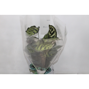 CALATHEA MAKOYAMA P17