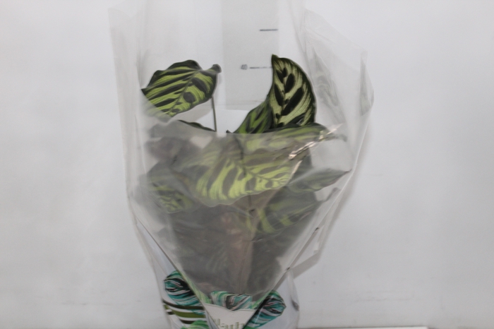 <h4>CALATHEA MAKOYAMA P17</h4>