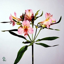 1517 - Minty Mystique Teapot (Muscari)