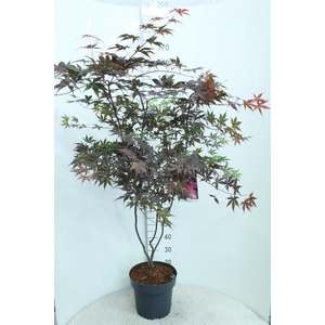 Acer palmatum 'Bloodgood'