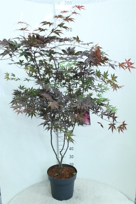 <h4>Acer palmatum 'Bloodgood'</h4>