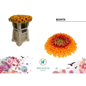 Germini Pomponi Bonita Water