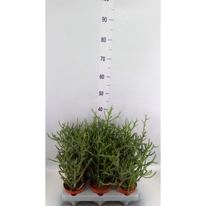 Euphorbia tirucalli