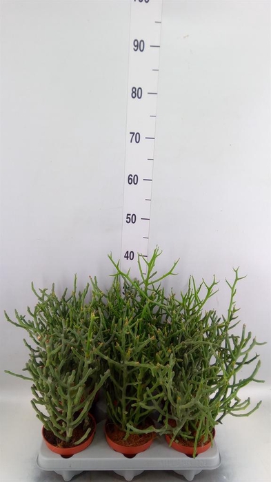 <h4>Euphorbia tirucalli</h4>