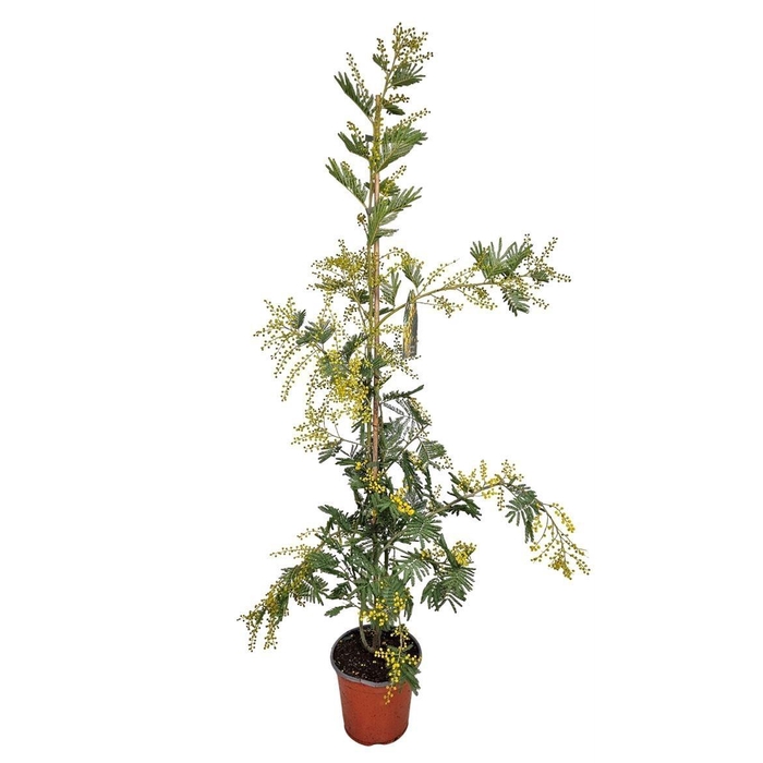 <h4>MIMOSA PUDICA</h4>