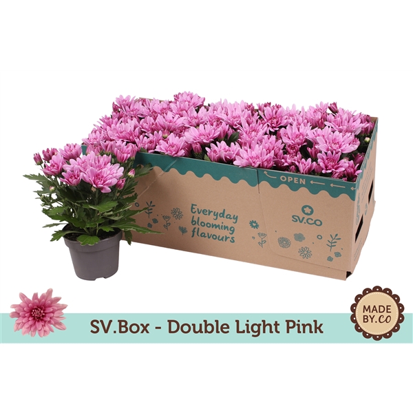 Chrysant Double Light Pink in SV.Box
