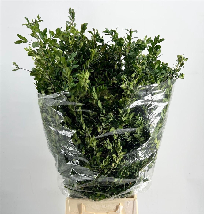 <h4>Buxus 300 Gram</h4>