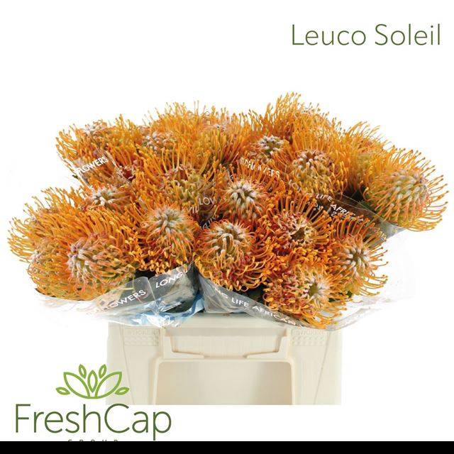 <h4>LEUCO SOLEIL</h4>