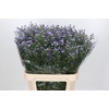 Aster Baby Blue